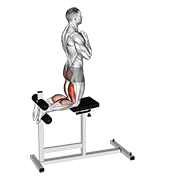 Animación de glute-ham raise
