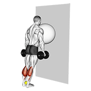 Animación de exercise ball on the wall calf raise (tennis ball between ankles)