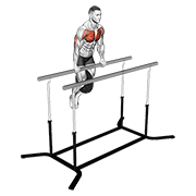 Animación de weighted straight bar dip